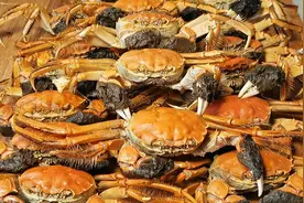 22个螃蟹没放一滴水没加一点氧，9天以后都活蹦乱跳，方法太简单视频封面