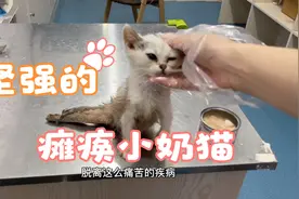 瘫痪的小猫坚强的活着！后腿已有反应！希望疾病的痛苦远离他！视频封面