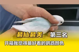 开箱价值四千的合法饲养牡丹鹦鹉，超仙高趴松石蓝闪派，喜欢就值视频封面