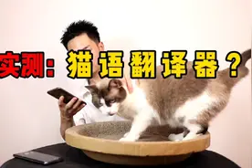 实测：猫语翻译器，这样人就可以和猫咪畅聊，这是真的吗？视频封面