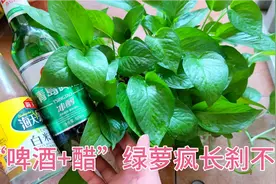 绿萝黄叶又瘦小，没关系，给它喝点“啤酒+醋”让它疯长刹不住。视频封面