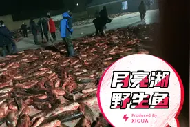 月亮湖野生鱼