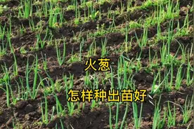 什么时候种葱好？怎样播种出苗好？掌握好了正确时间和方法很重要视频封面