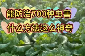 能防治700种虫害的生物防虫，什么方法这么神奇？看后长见识了
