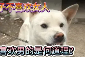狗子对主人恶语狂叫，对陌生人确温和撒娇，这样的狗子还能要吗？视频封面