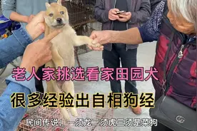 老人家挑选看家田园犬，要求挺高，不能咬鸡鸭，下巴胡须要一根的