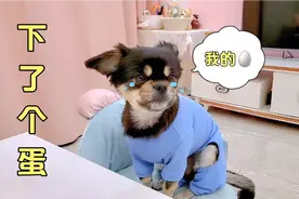 狗狗被整蛊，以为自己下了个蛋，玩笑开大了视频封面