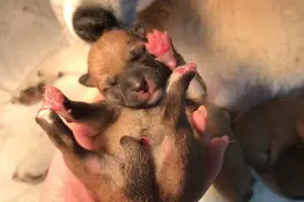 刚出生5小时的柴犬，四仰八叉的躺在手里，意外发现爪子是粉色的