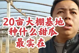 20亩基地大棚种什么最赚钱？并不是所有甜瓜都适合，听听瓜农分析视频封面