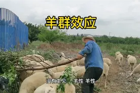 放羊老汉谈羊群效应，山西人不好出门，跟气候和资源有关视频封面