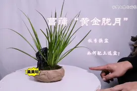 菖蒲“黄金胧月”秋季换盆，配块石头更漂亮！看看如何配土选盆视频封面