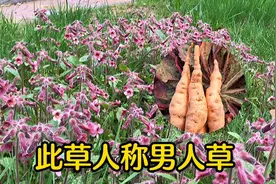 农村地黄人称“男人草”，根似萝卜，70元每公斤，到底有啥价值？视频封面
