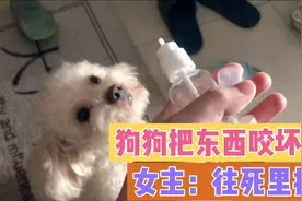 狗狗把女主人的东西咬坏了，女主人说“往死里打”…视频封面
