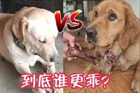 拉布拉多和金毛啃骨头的时候，谁更温顺，观众老爷们你们说了算视频封面
