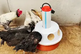 自制家禽自动投食器，用塑料管和水盆就能做成，饲养家禽特别轻松视频封面