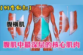 腹肌中最深层的核心肌肉——腹横肌【推拿解剖】