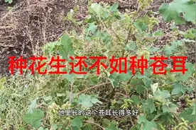 今年河南种花生还不如种苍耳，苍耳抗旱还抗涝，关键还比花生贵。视频封面