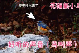 实拍花猫抓小鸟…结果小鸟…好听的声音（鸟叫声）视频封面