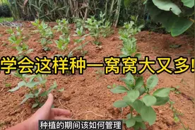 要想蚕豆一窝窝结得大又多!掌握这些种植管理方法，多到摘不完!视频封面