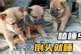 小奶狗才一个月大，路都走不稳就想爬出来玩，瞌睡一来倒头就睡视频封面