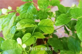 香水茉莉这么养，花苞挂满枝头视频封面