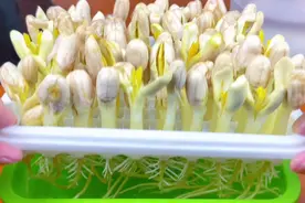 水培花生芽教程来啦，几十元一斤的花生芽，两块钱就能培育出来视频封面