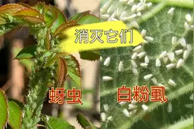 盆栽长“蚜虫”“白粉虱”，只用一招就消灭！注意细节，收藏备用视频封面