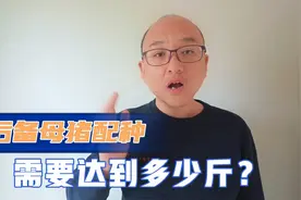 后备母猪多少斤可以开始配种？配种前需要满足三个关键条件视频封面