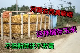 河南大叔新型玉米储存方法，玉米不但新鲜还不发霉，省心又省力视频封面