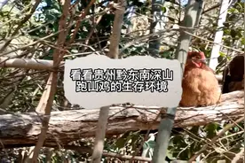 看看贵州黔东南深山里的跑山鸡生存环境，这鸡是真正的跑山！视频封面