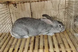 母兔不让公兔配还咕咕叫是怀孕了还是不到发情期？视频封面