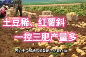 土豆稀、红薯斜，一控三水产量多，老农民的智慧，你掌握吗视频封面