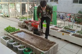 露台种菜，再也不用花钱买种植箱了，几块砖头就能砌一个小菜池视频封面
