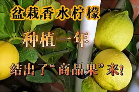 盆栽香水柠檬，只种植了一年，既然结出了“商品果”来！