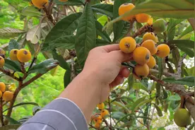 老家枇杷成熟了，阿东在树上边摘边吃，女儿说越吃越上瘾视频封面