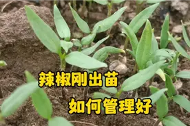 辣椒刚出苗，如何管理更好呢？教你一招，辣椒长得好视频封面