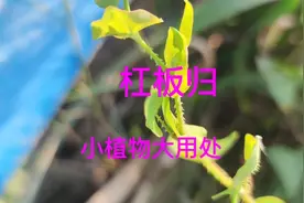＃杠板归的生长特征＃杠板归的功效与作用＃杠板归是药食两用植物视频封面