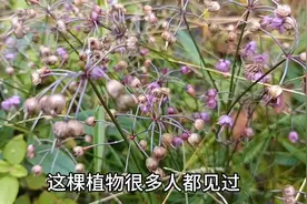 见过这植物的人很多，知道他名字的人很少，中文名称[蕌头]别名薤视频封面