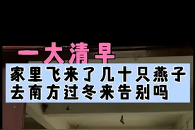 不知道什么原因，一大清早家里出现几十只燕子盘旋视频封面