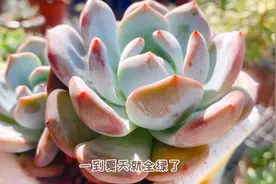 分享八款好看的多肉，轰动和冰玉到底哪个好看？猪鼻子也不错哦！视频封面