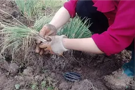 小葱移栽有技巧，这样剪两刀，小葱缓苗快长势好视频封面