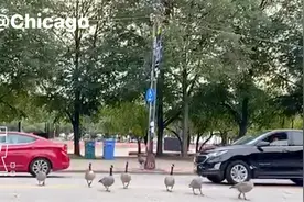 打卡美国中西部交通枢纽,国际级大都会芝加哥市Chicago@Illinois视频封面