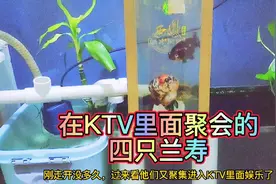 突击检查，拍摄取证。在KTV小包间里面聚会的4条兰寿，当晚的视频视频封面