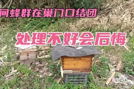 夜间蜂群在巢门口结团，处理不好后果很严重！