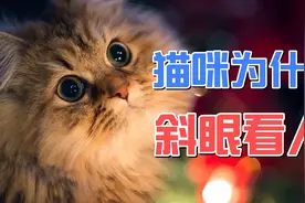 猫咪为什么会斜眼看人？视频封面