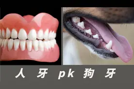 揭秘狗狗牙齿结构