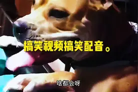 狗狗瞪人的眼神绝了视频封面