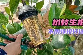 树枝生根变树苗 不用嫁接扦插 一看就会的家庭园艺花卉小技巧视频封面