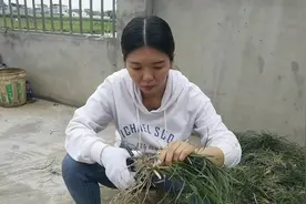 自种自销四川三台中药材麦冬种苗视频封面
