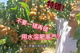 黄皮种植最大错误是通过剪花尾疏果套袋提高品质，特别是用水溶肥视频封面